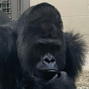 Meet your Posher, Griffin